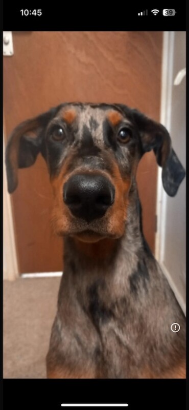 Rehoming due to new job - Image 2 of 3