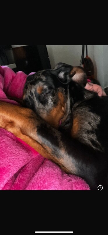 Rehoming due to new job - Image 3 of 3