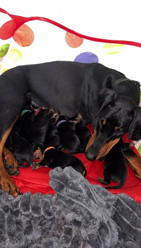 Doberman Puppies For Sale