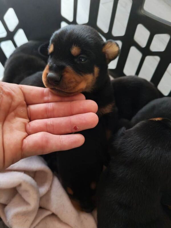 Rotterman pups Doberman X Rottweiler - Image 2 of 4