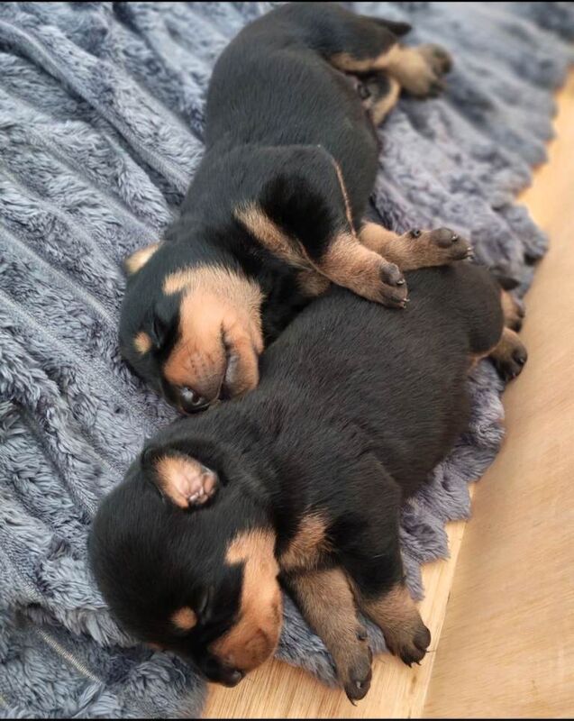 Rotterman pups Doberman X Rottweiler - Image 3 of 4
