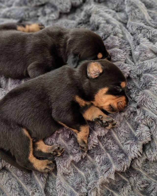 Rotterman pups Doberman X Rottweiler - Image 4 of 4