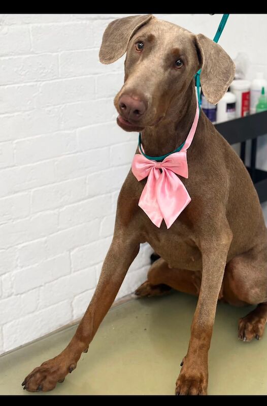 Roux fawn doberman 13months
