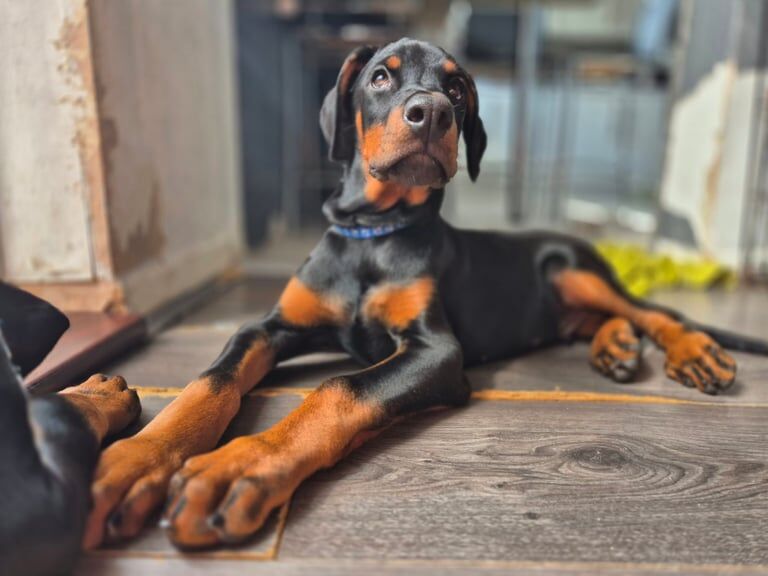 Doberman puppies for sale in Crewe, Cheshire – 11 weeks old