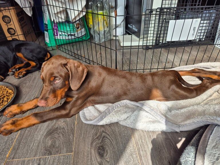 Doberman puppies for sale in Crewe, Cheshire – 11 weeks old - Image 2 of 3