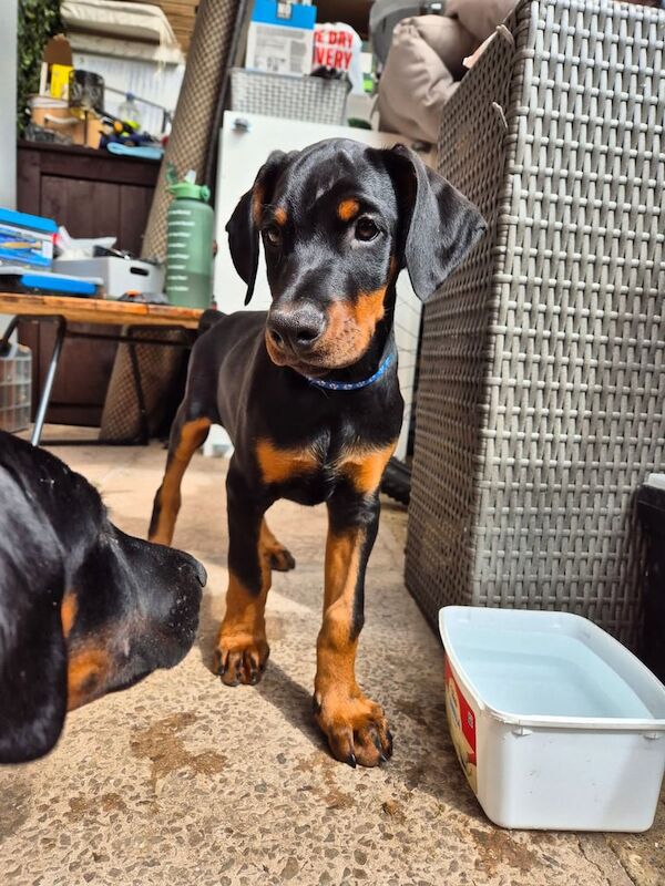 Doberman puppies for sale in Crewe, Cheshire – 11 weeks old - Image 3 of 3