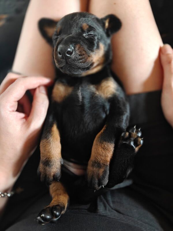 Stunning Doberman puppies from health tested parents