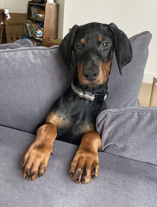 Doberman puppies for sale in Forfar, Angus – 3 months old
