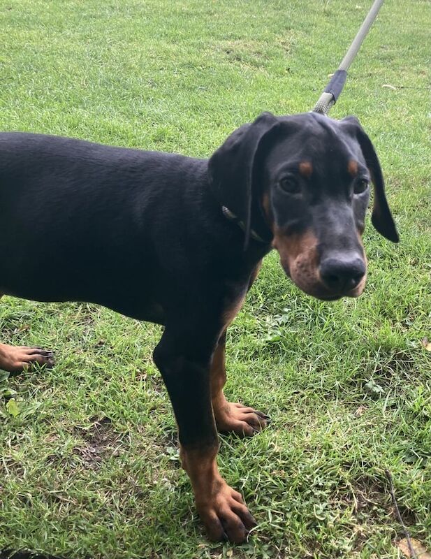 Doberman puppies for sale in Forfar, Angus – 3 months old - Image 2 of 3