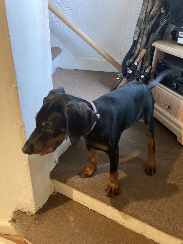 Doberman puppies for sale in Forfar, Angus – 3 months old - Image 3 of 3