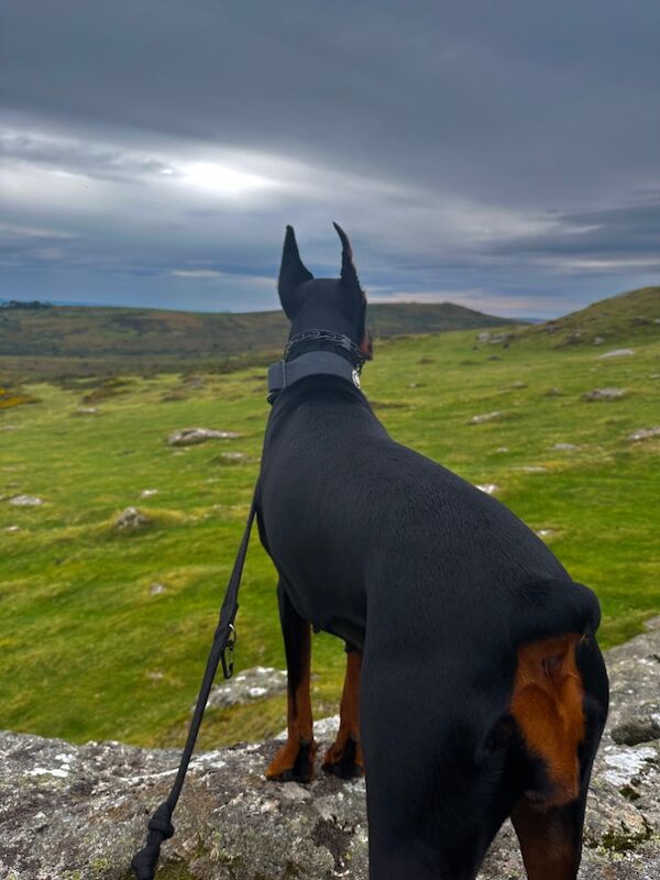Top Champion Bloodlines Female Dobermann TRAINED for sale in Torquay, Devon | Image 2