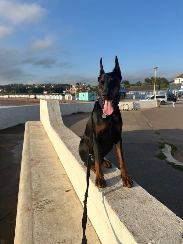 Top Champion Bloodlines Female Dobermann TRAINED for sale in Torquay, Devon | Image 3