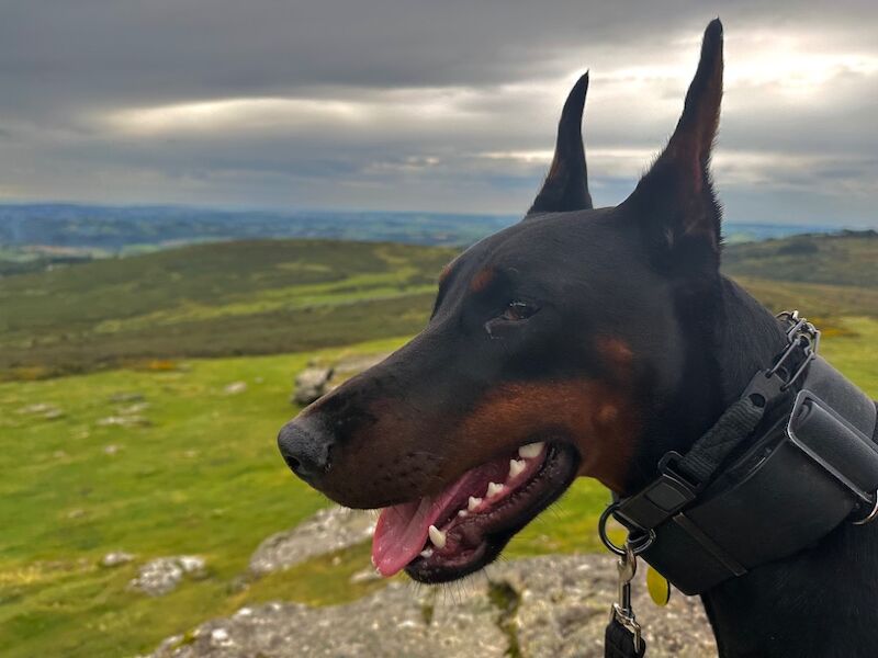 Top Champion Bloodlines Female Dobermann TRAINED for sale in Torquay, Devon | Image 4