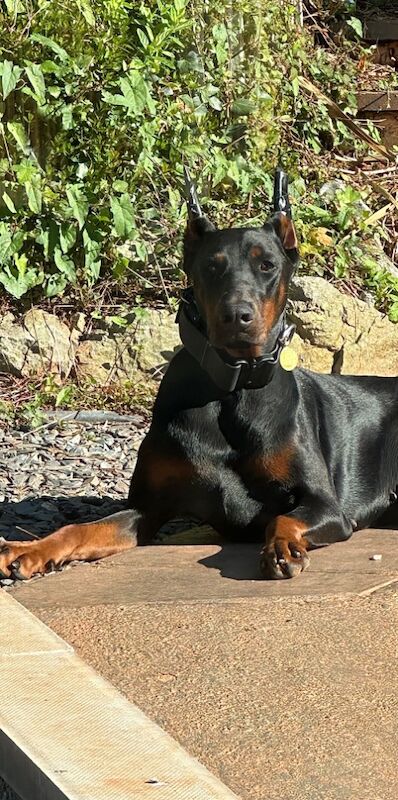 Doberman puppies for sale in Torquay, Devon – 1 year old - Image 5 of 7