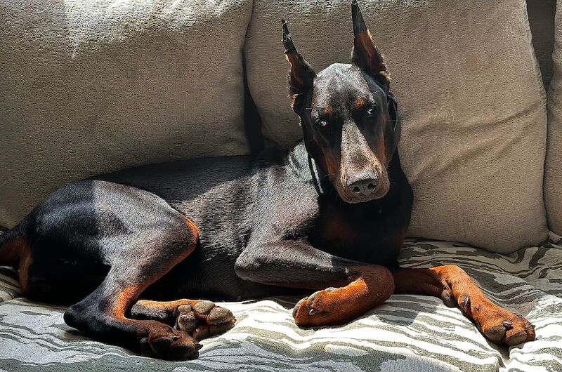 Doberman puppies for sale in Torquay, Devon – 1 year old - Image 7 of 7