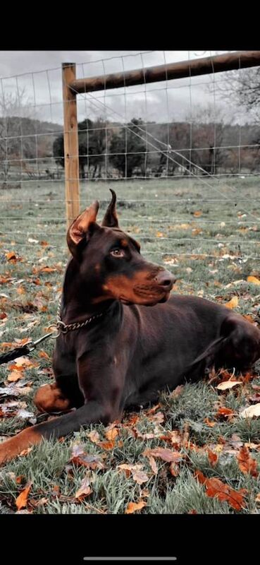 Doberman Puppies For Sale