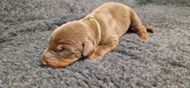 Kennel Club Registered Doberman Puppies For Sale