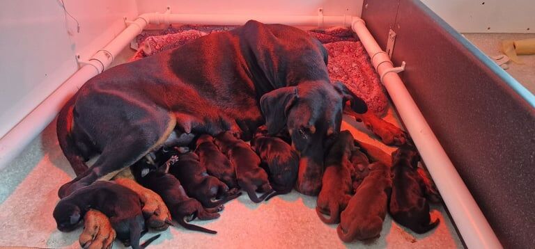 Doberman puppies for sale in Cheltenham, Gloucestershire – KC registered, 1 week old - Image 2 of 3