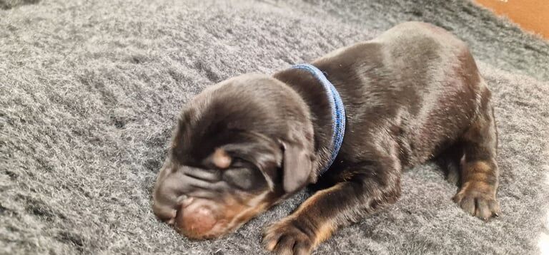 Doberman puppies for sale in Cheltenham, Gloucestershire – KC registered, 1 week old - Image 3 of 3