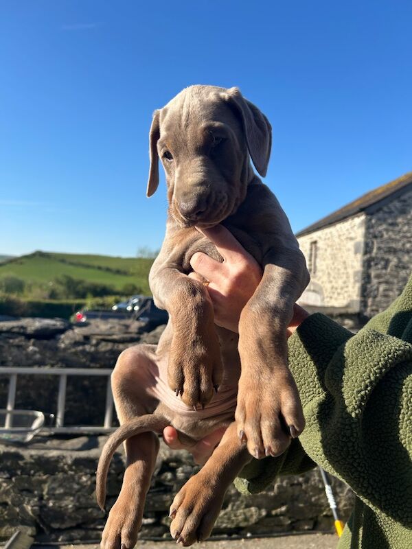 Two beautiful Doberman puppies . - Image 5 of 6