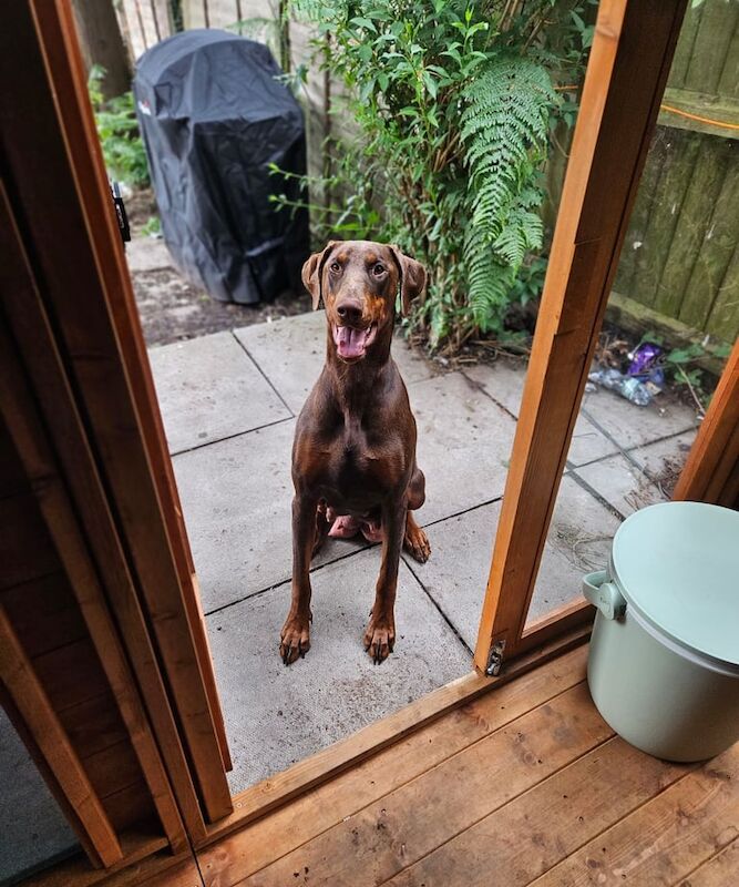 Doberman puppies for sale in Erdington, West Midlands – KC registered, 1 week old