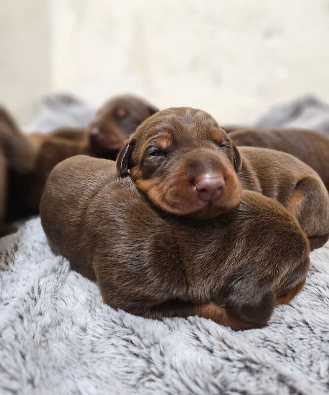Doberman puppies for sale in Erdington, West Midlands – KC registered, 1 week old - Image 2 of 3