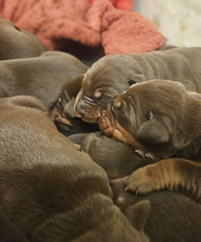 Doberman puppies for sale in Erdington, West Midlands – KC registered, 1 week old - Image 3 of 3