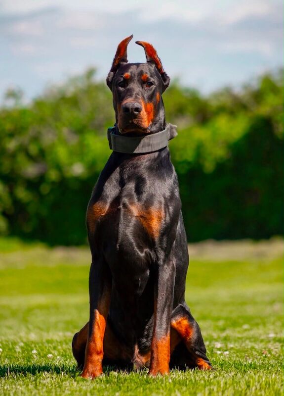 Young Adult Male Doberman