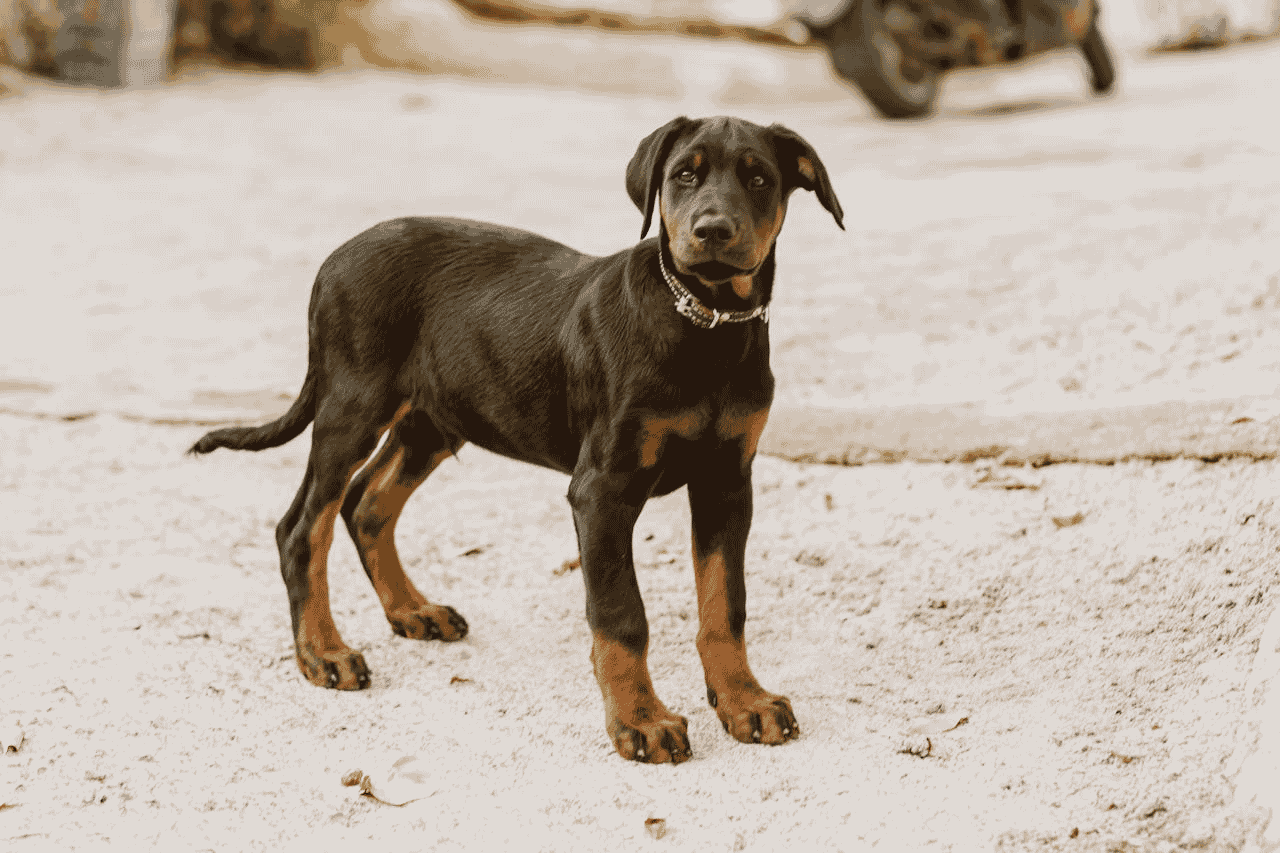Doberman Weight & Height Calculator Check Ideal Doberman Growth by Age